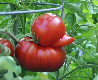 Vegetable Pareidolia