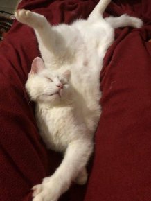 People Share Their Cute And Funny Cats