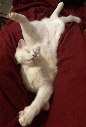 People Share Their Cute And Funny Cats