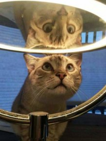 Animals Against Mirrors