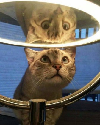 Animals Against Mirrors