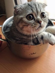 Funny Cats That Love To Sit In Pots