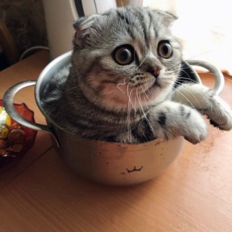 Funny Cats That Love To Sit In Pots