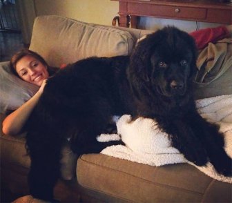 Giant Dogs