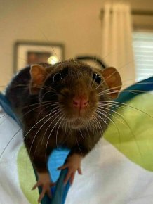 Cute And Funny Rats