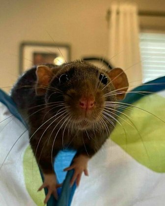 Cute And Funny Rats