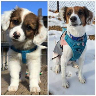 Dogs Grow Very Fast