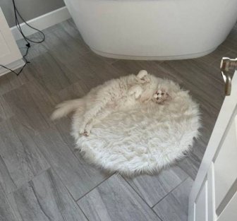 Perfect Camouflage