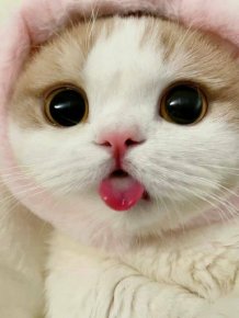 Cute And Funny Cats