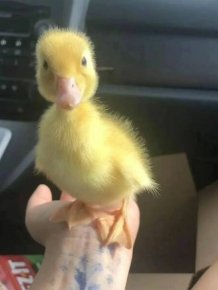 Ducks Can Be Cute Too