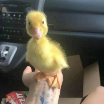 Ducks Can Be Cute Too