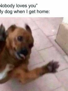 Memes For Dog Lovers