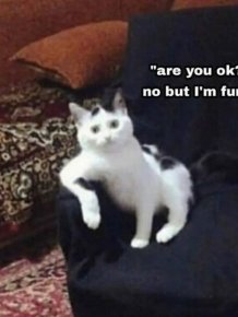 Memes For Cat Lovers