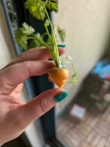 Failed But Cute Harvest