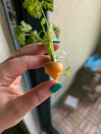 Failed But Cute Harvest