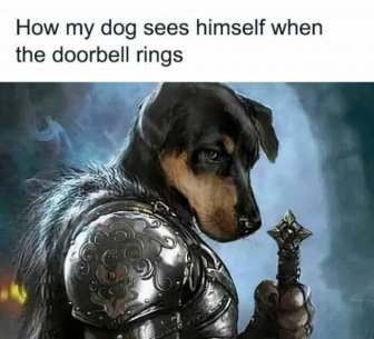 Memes For Dog Lovers