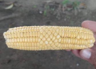 Glitches In The Matrix