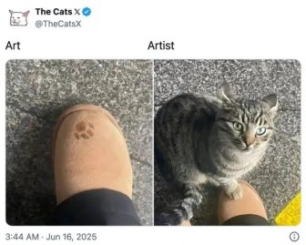 Photos For Cat Lovers