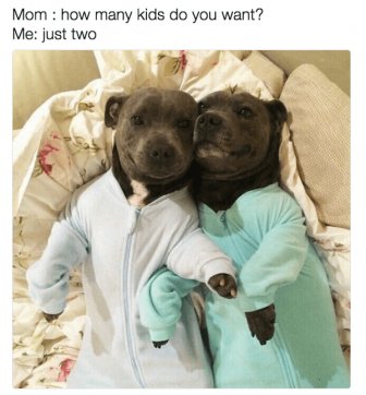 Memes For Dogs Lovers