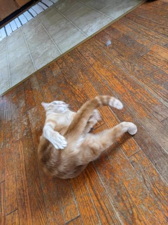 Funny Photos For Cat Lovers