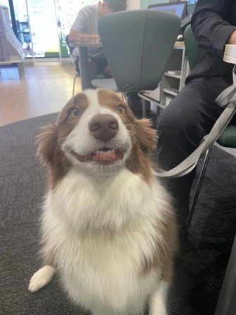 Photos For Dogs Lovers