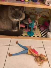 Photos For Cats Lovers