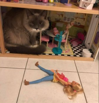 Photos For Cats Lovers