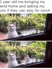 Jokes And Photos For Cat Lovers