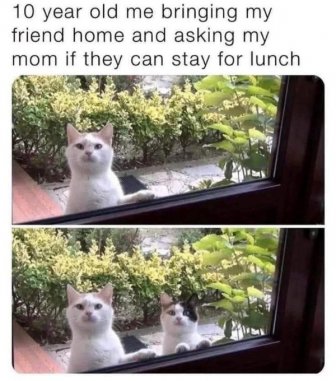 Jokes And Photos For Cat Lovers