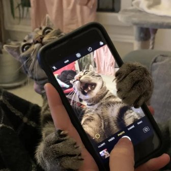 Funny Photos For Cats Lovers