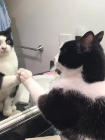 They See A Mirror For The First Time