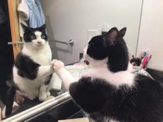 They See A Mirror For The First Time