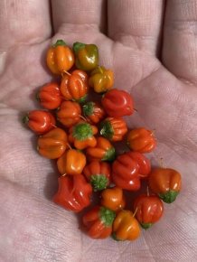 Unsuccessful Harvest