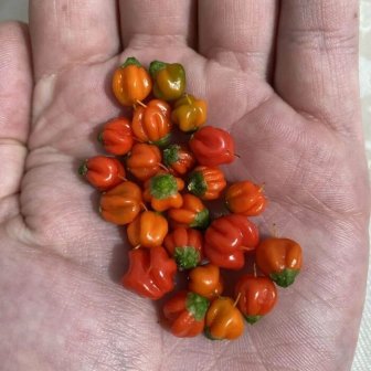 Unsuccessful Harvest