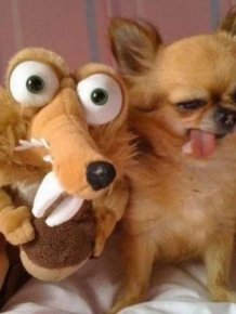 Funny Photos For Dogs Lovers