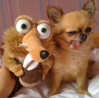 Funny Photos For Dogs Lovers