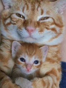 Photos For Cats Lovers