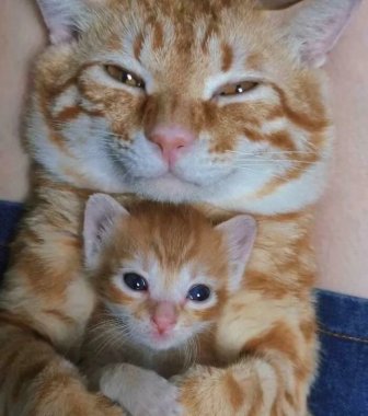 Photos For Cats Lovers