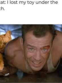 Memes And Photos For Cats Lovers