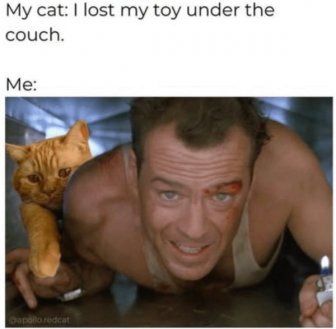 Memes And Photos For Cats Lovers