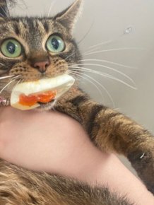 Cheeky And Funny Cats