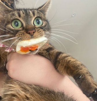 Cheeky And Funny Cats