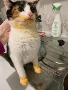 Cute And Funny Criminals