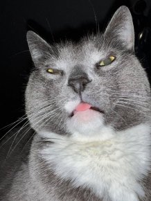 Memes For Cats Lovers