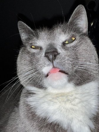 Memes For Cats Lovers