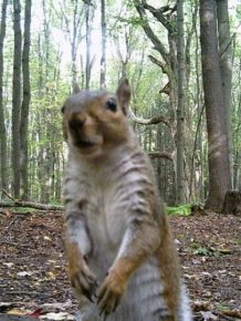 Funny Photos From Forest Cams