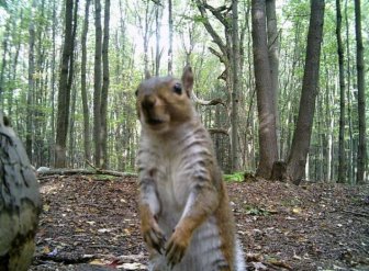 Funny Photos From Forest Cams