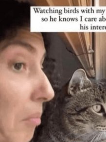 Memes And Photos For Cats Lovers