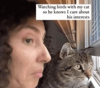 Memes And Photos For Cats Lovers