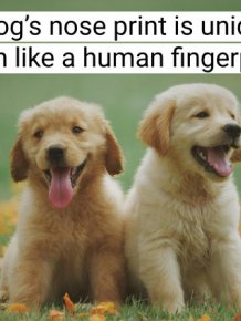 Interesting Facts About Dogs